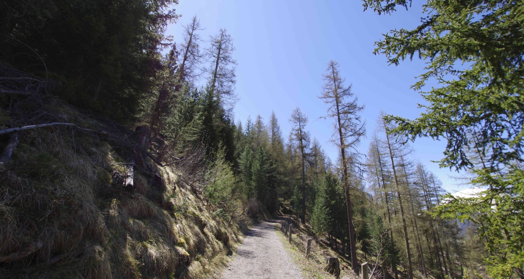 Durch den Wald hoch Richtung Arpiglia Durch den Wald hoch Richtung Arpiglia