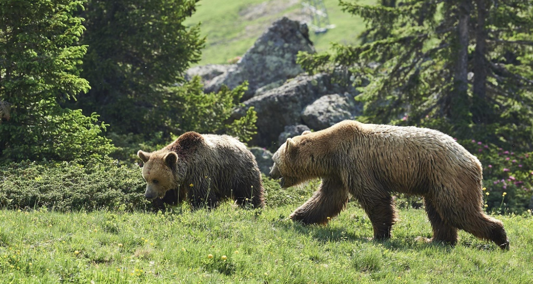 Napa und Amelia Napa und Amelia