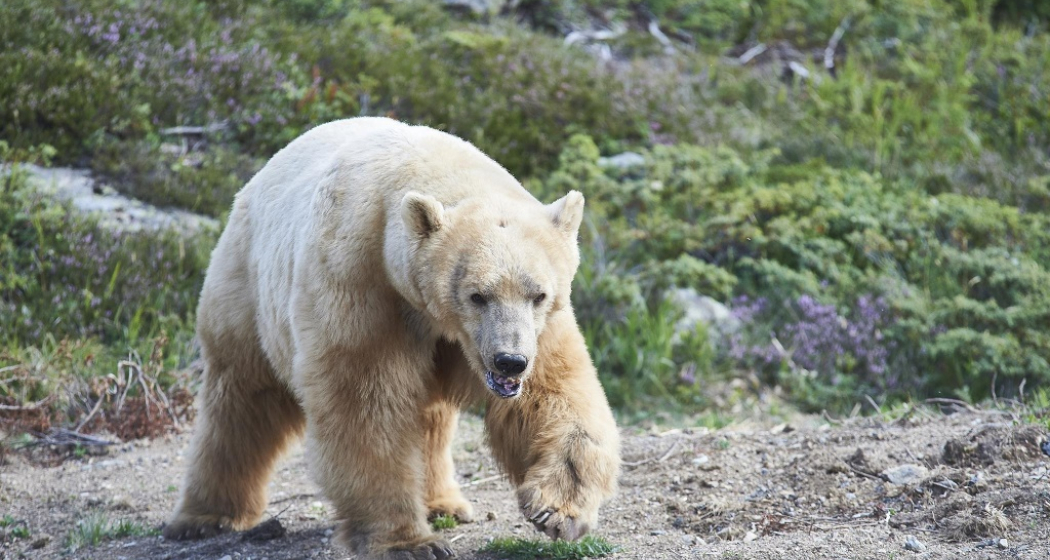 Napa aussen Napa aussen