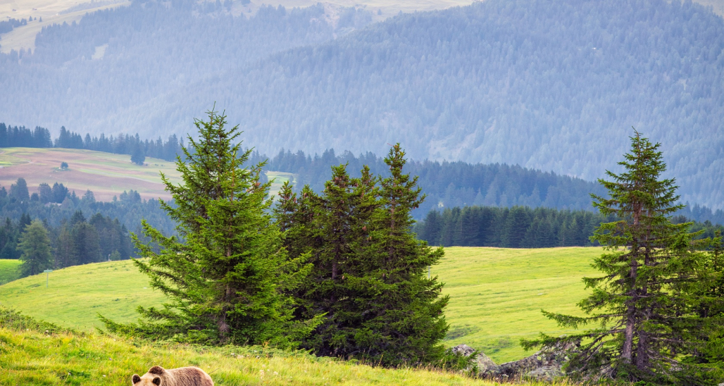 Arosa Bärenland Arosa Bärenland