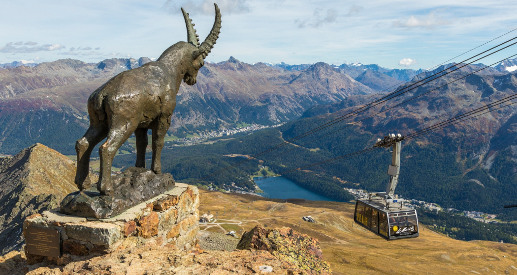 Der Steinbock Guardia Grischun auf dem Piz Nair bewacht das Oberengadin Der Steinbock Guardia Grischun auf dem Piz Nair bewacht das Oberengadin