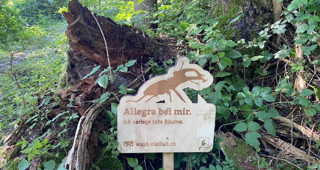 Wald-Vielfalt Parcours Cazis Wald-Vielfalt Parcours Cazis
