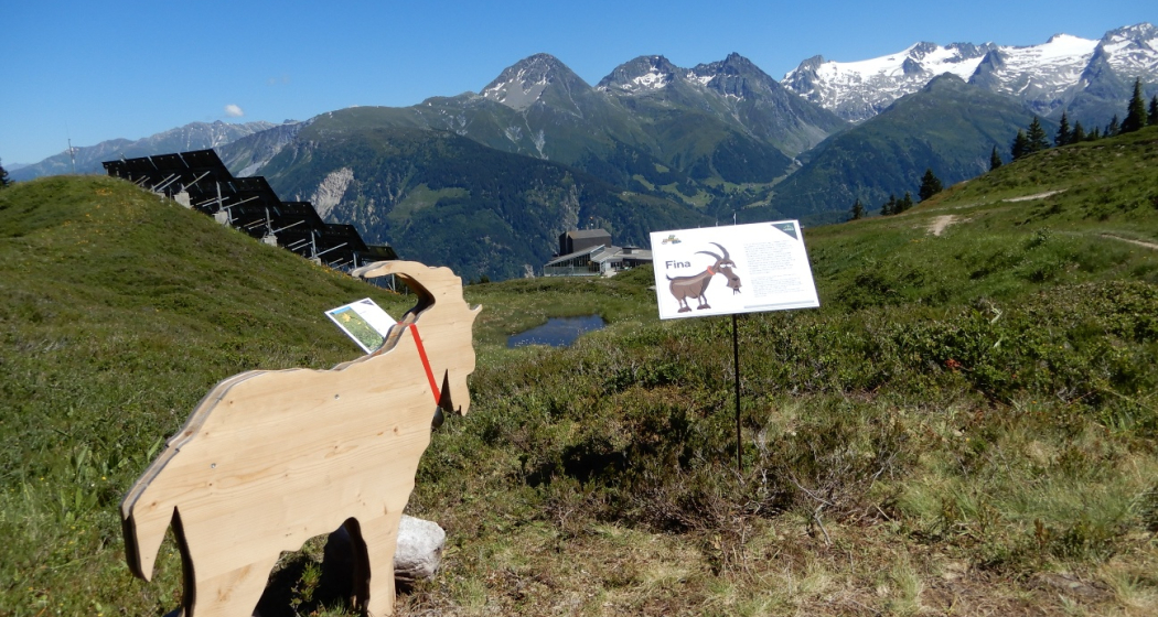 Ziege auf dem Kräuterpfad Ziege auf dem Kräuterpfad