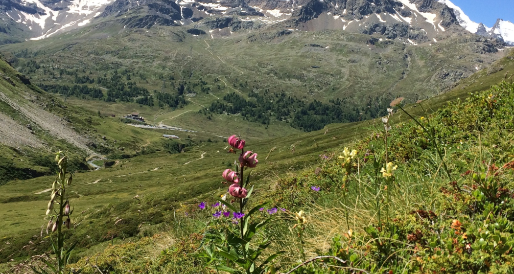 Türkenbund im Val da Fain Türkenbund im Val da Fain
