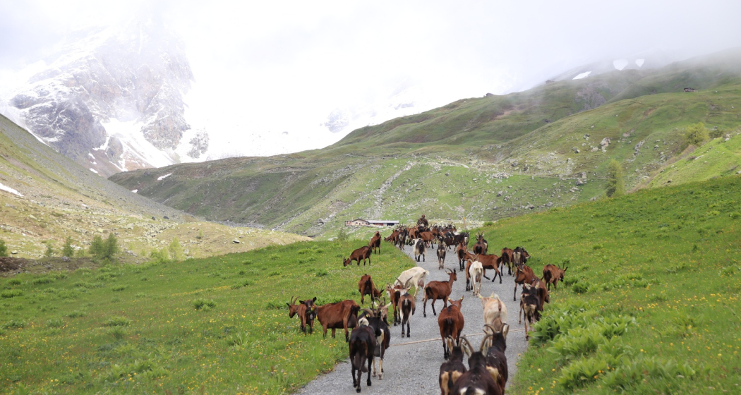 Alpaufzug zur Alp Suot Alpaufzug zur Alp Suot
