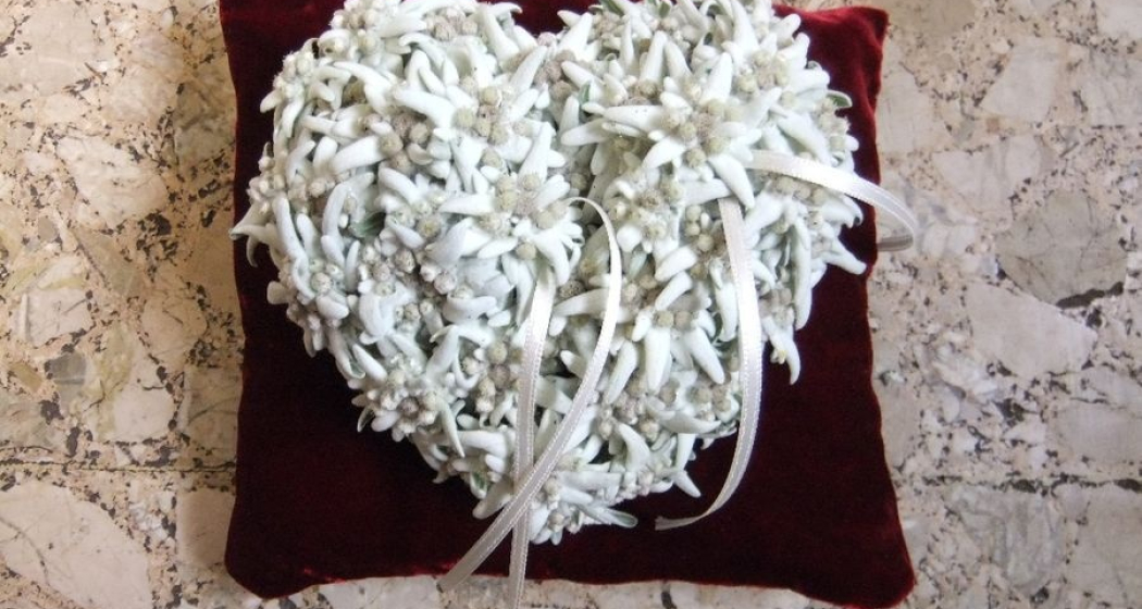 Fluors & Orticultura Malgiaritta (oua_56326826_image) Fluors & Orticultura Malgiaritta (oua_56326826_image)