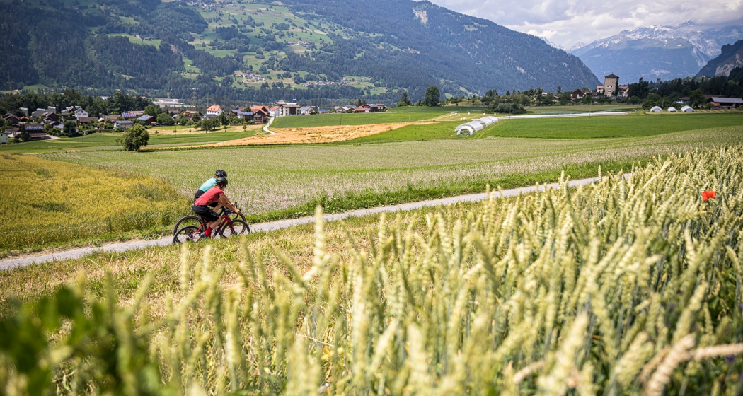 Canova Cruise Canova Cruise