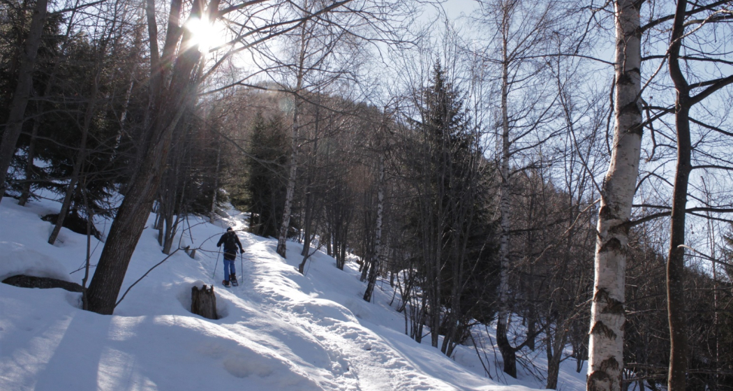 Aufstieg durch lichten Wald Aufstieg durch lichten Wald
