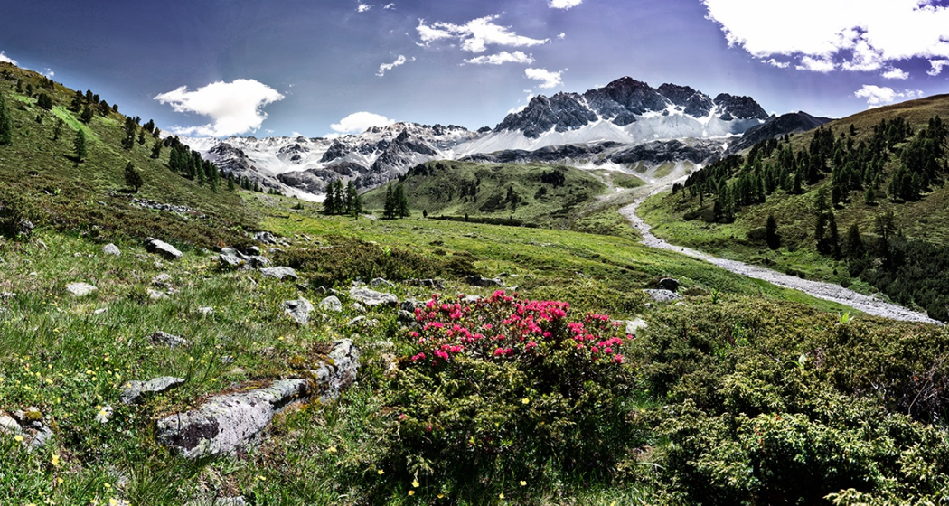 Arvenliebe (oua_56876139_image) Arvenliebe (oua_56876139_image)