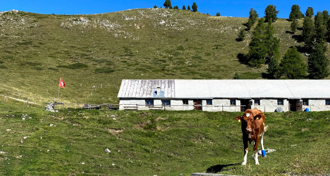 Alp Muntatsch Alp Muntatsch