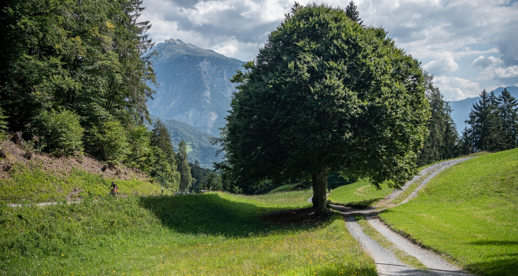 Rundtour Bonaduzer Wald 256 Rundtour Bonaduzer Wald 256