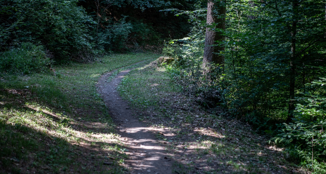 Rundtour Bonaduzer Wald 256 Rundtour Bonaduzer Wald 256