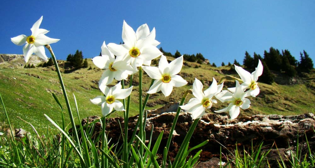 Wilde Bergnarzissen sind eine Augenweide Wilde Bergnarzissen sind eine Augenweide