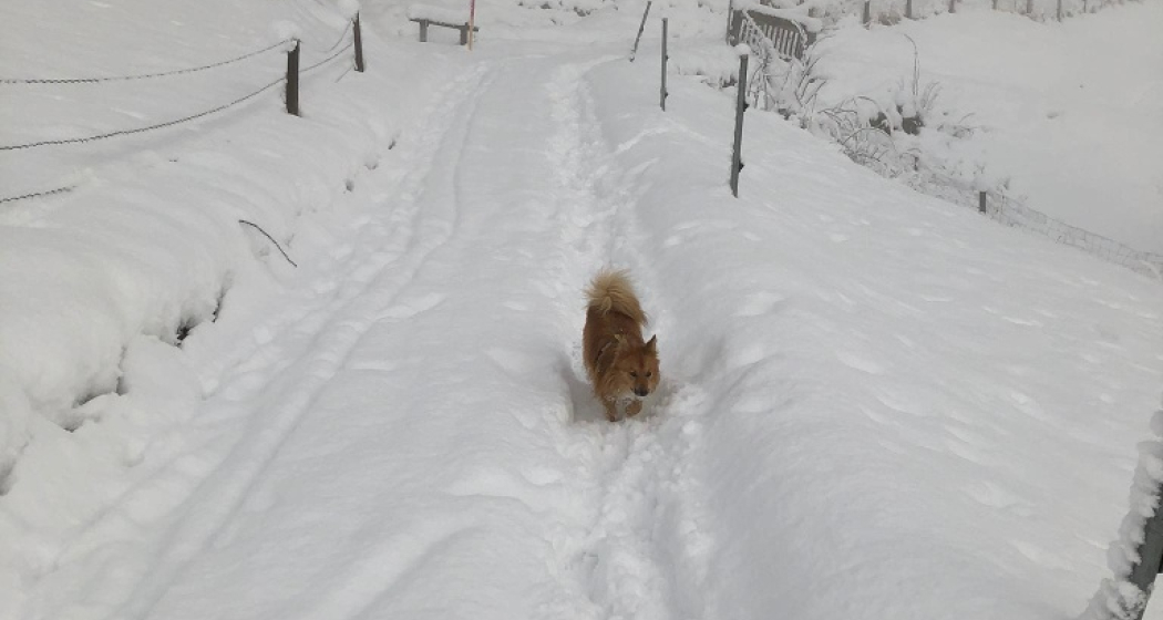Winterwandern in Zorten Winterwandern in Zorten