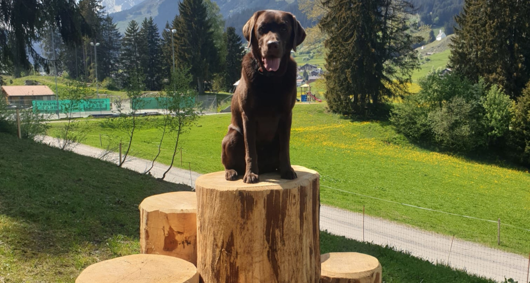 Hund beim Hundepark Vals in Brigles