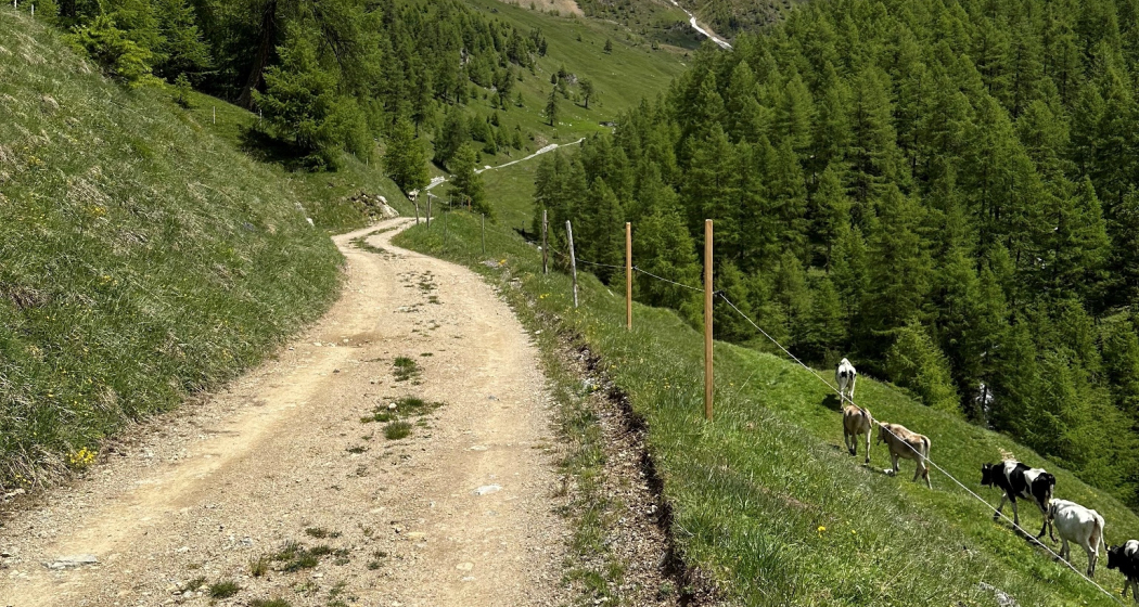 Weg zur Alp Arpiglia Weg zur Alp Arpiglia