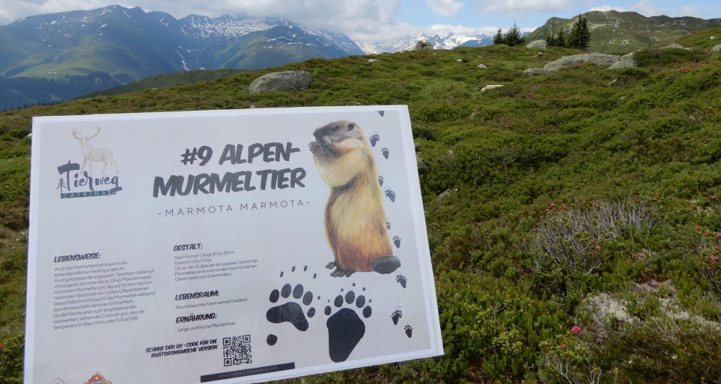Hallo Murmeltier Hallo Murmeltier
