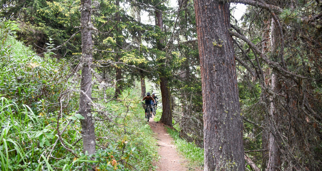 Plaiv Trail Safari Plaiv Trail Safari