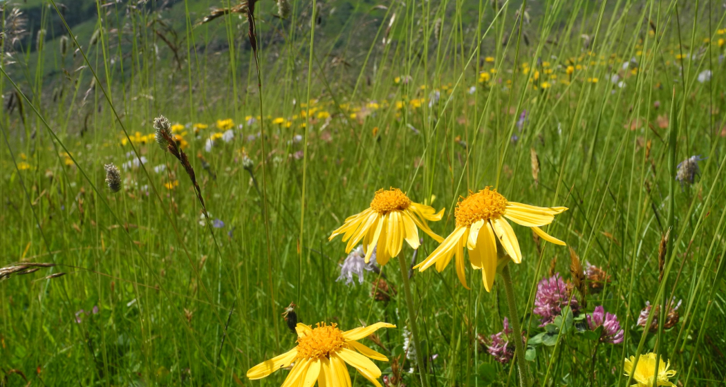 Arnica (Erica Nicca) Arnica (Erica Nicca)
