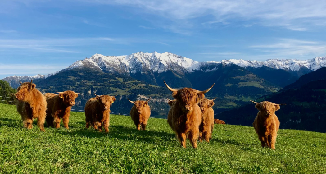 Hochlandrinder Arca da Siat