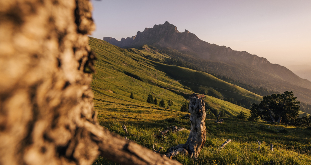 Trail- Route: Gonzenleiter Palfries Trail- Route: Gonzenleiter Palfries