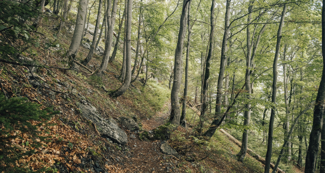 Trail- Route: Gonzenleiter Palfries Trail- Route: Gonzenleiter Palfries