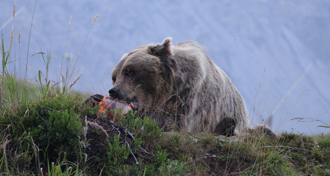 Sam im Sommer am Eis schlecken.