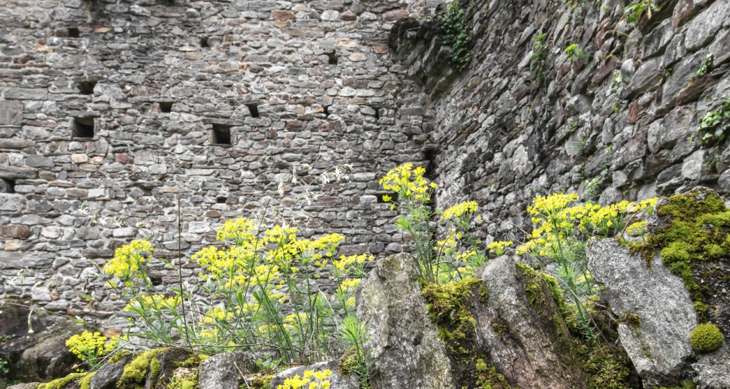 Castello di Norantola Castello di Norantola