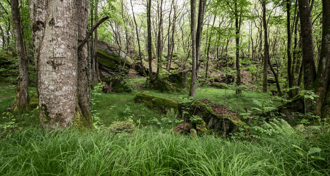 Castello di Norantola Castello di Norantola