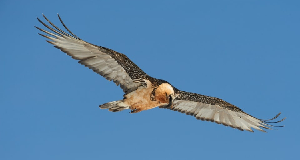 Aufnahme eines ausgewachsenen Bartgeiers im Calfeisental