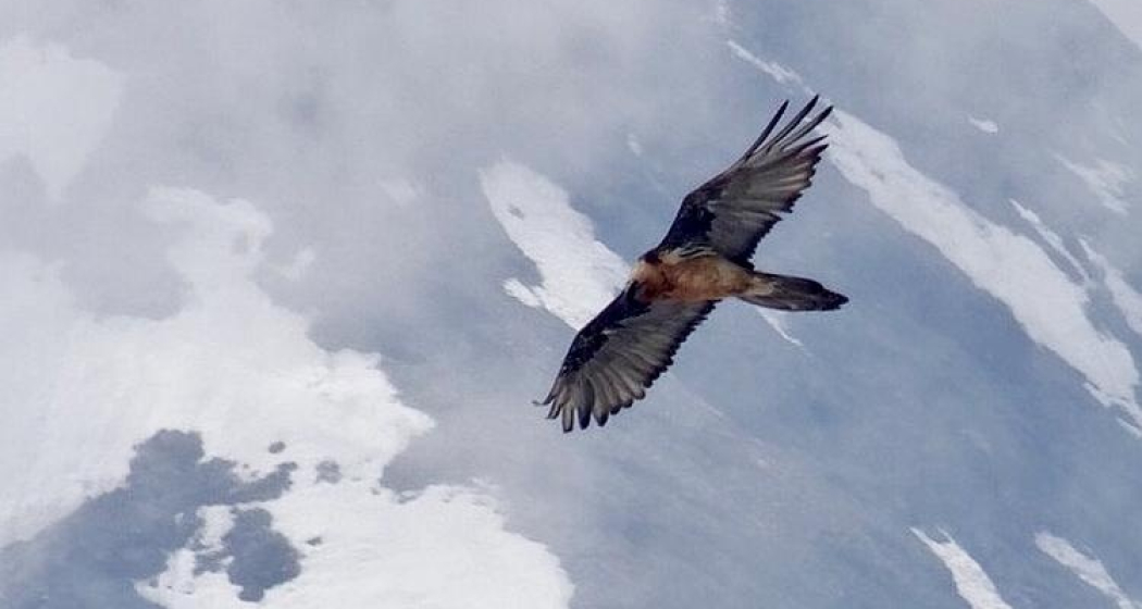 Bartgeier "Sardona" wurde wieder im Calfeisental gesichtet