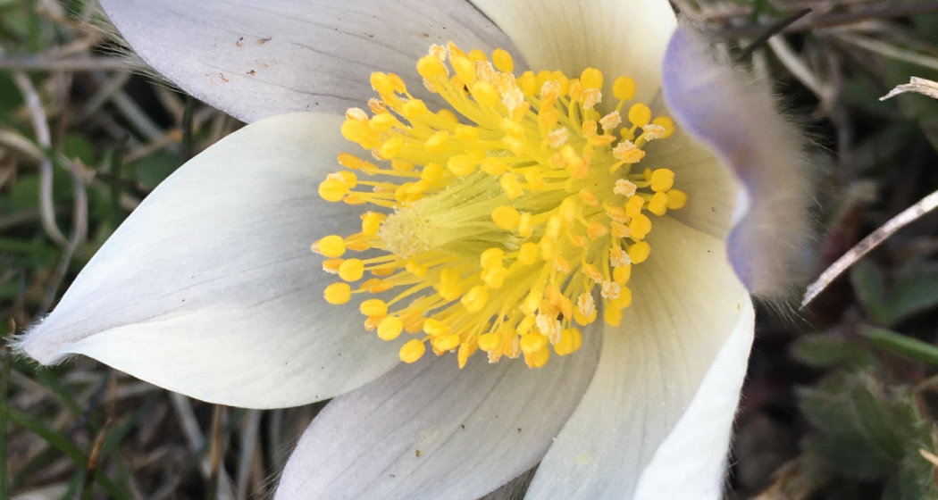 Sentiero Botanico Sassalbo Sentiero Botanico Sassalbo