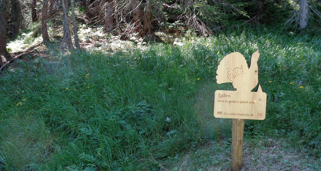 Sentiero “Diversità Forestale” – Un viaggio nella biodiversità alpina di San Bernardino (oua_615567628_image) Sentiero “Diversità Forestale” – Un viaggio nella biodiversità alpina di San Bernardino (oua_615567628_image)