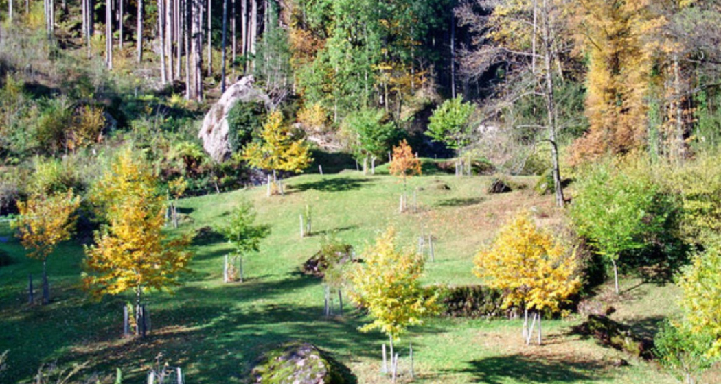 Naturpfad Kastaniendorf (oua_618878664_image) Naturpfad Kastaniendorf (oua_618878664_image)