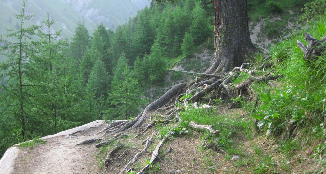 Schweizerischer Nationalpark (oua_620263250_image) Schweizerischer Nationalpark (oua_620263250_image)