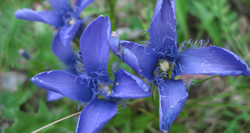 Schweizerischer Nationalpark (oua_620263251_image) Schweizerischer Nationalpark (oua_620263251_image)