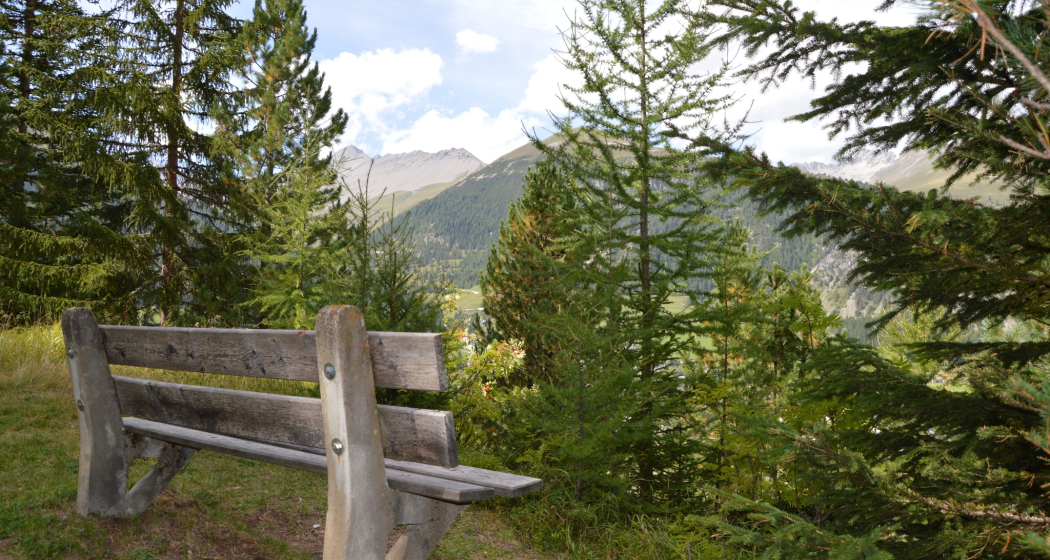 Sitzbank Waldgalerie (oua_620279607_image)