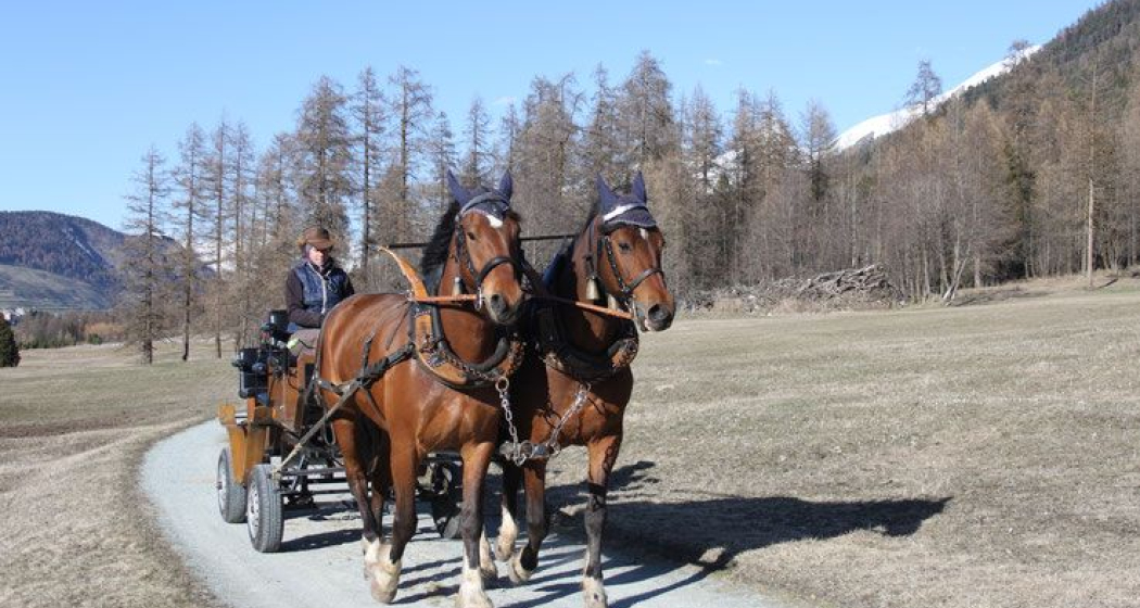 Fahr- und Reitbetrieb Zuoz (oua_620280014_image) Fahr- und Reitbetrieb Zuoz (oua_620280014_image)