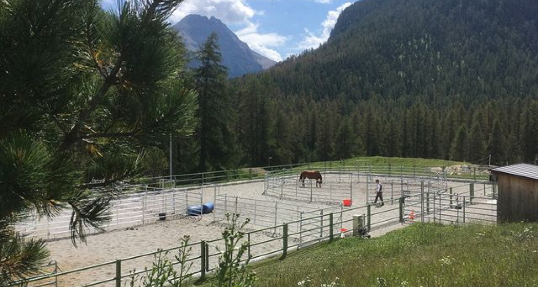 Teachinghorse - Leader auf Trab (oua_620280053_image) Teachinghorse - Leader auf Trab (oua_620280053_image)