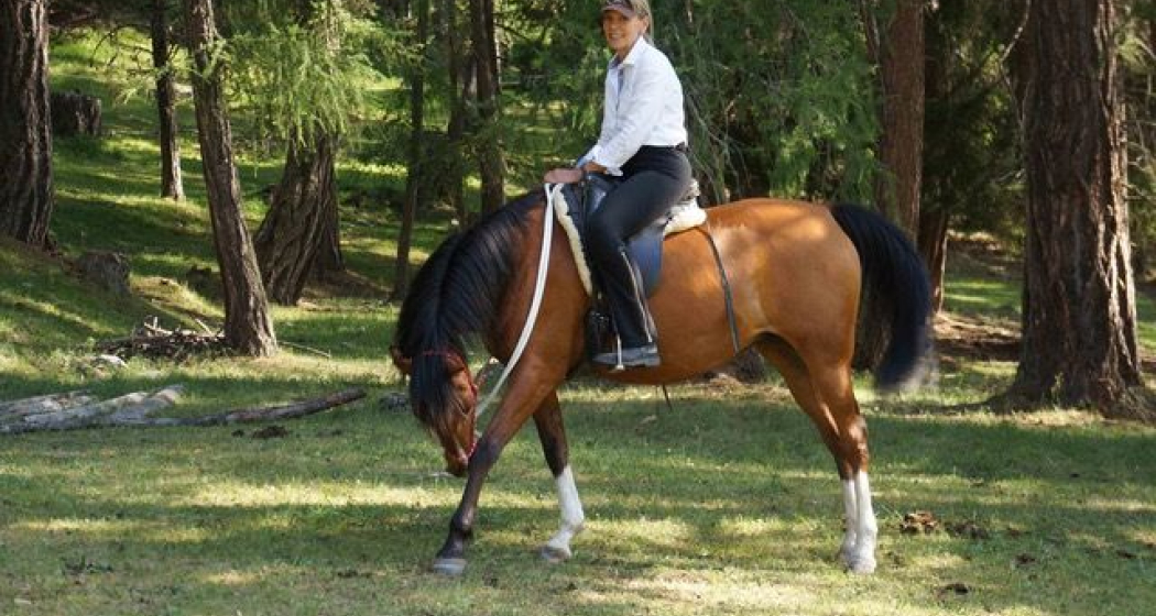 Teachinghorse - Leader auf Trab (oua_620280054_image) Teachinghorse - Leader auf Trab (oua_620280054_image)