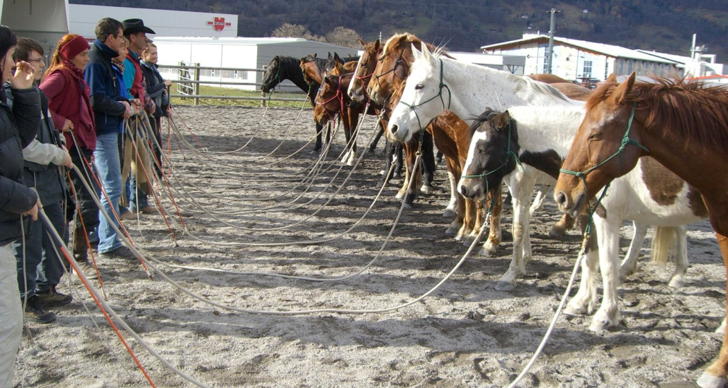 HETS die Schule für Natural Horsemanship (oua_620280741_image) HETS die Schule für Natural Horsemanship (oua_620280741_image)
