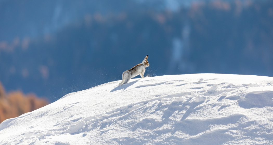 Alpenschneehase Alpenschneehase