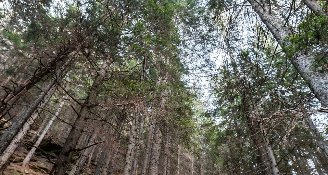 Doppio Espresso Doppio Espresso