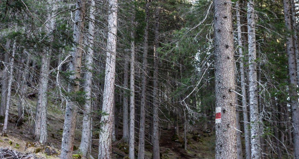 Doppio Espresso Doppio Espresso