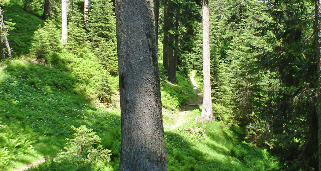Hochmoorwanderung St. Antönien Grossried Hochmoorwanderung St. Antönien Grossried