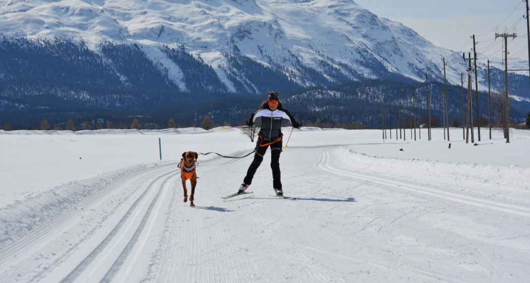 Hundeloipe Samedan Hundeloipe Samedan