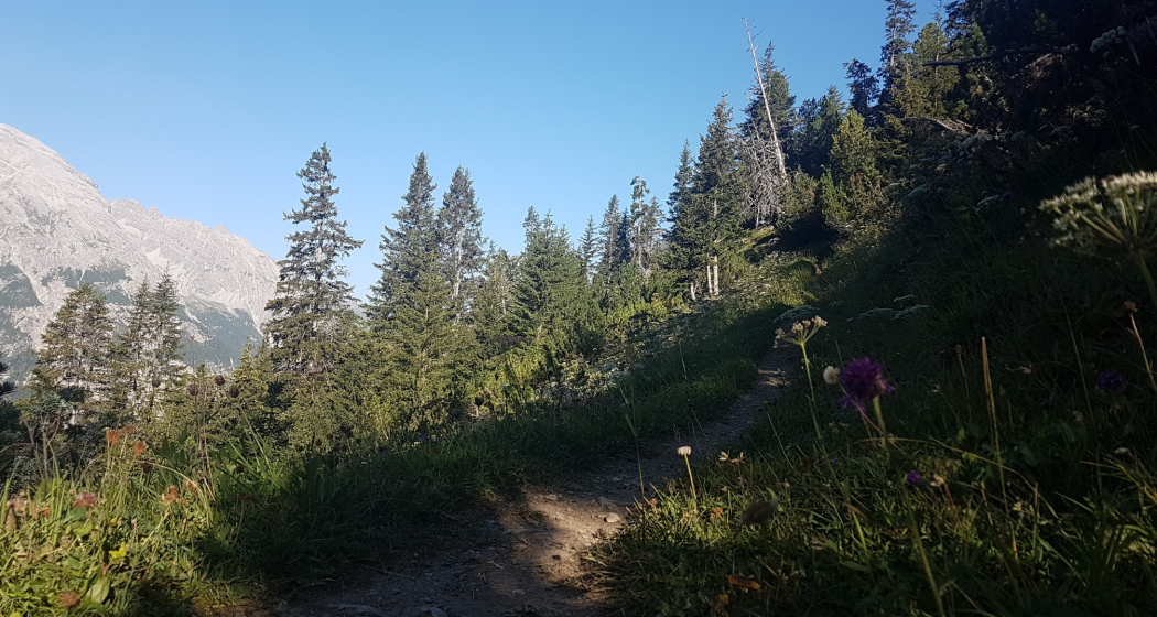 Bergwald-Wundertüte, Darlux (oua_66821065_image) Bergwald-Wundertüte, Darlux (oua_66821065_image)