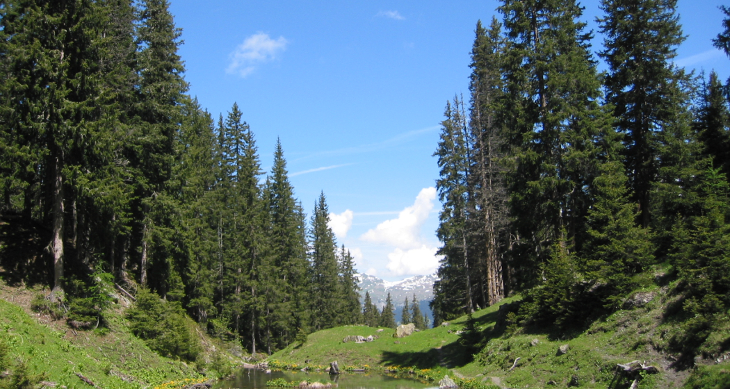 Etappe 17: Grüenseeli, Arosa Etappe 17: Grüenseeli, Arosa