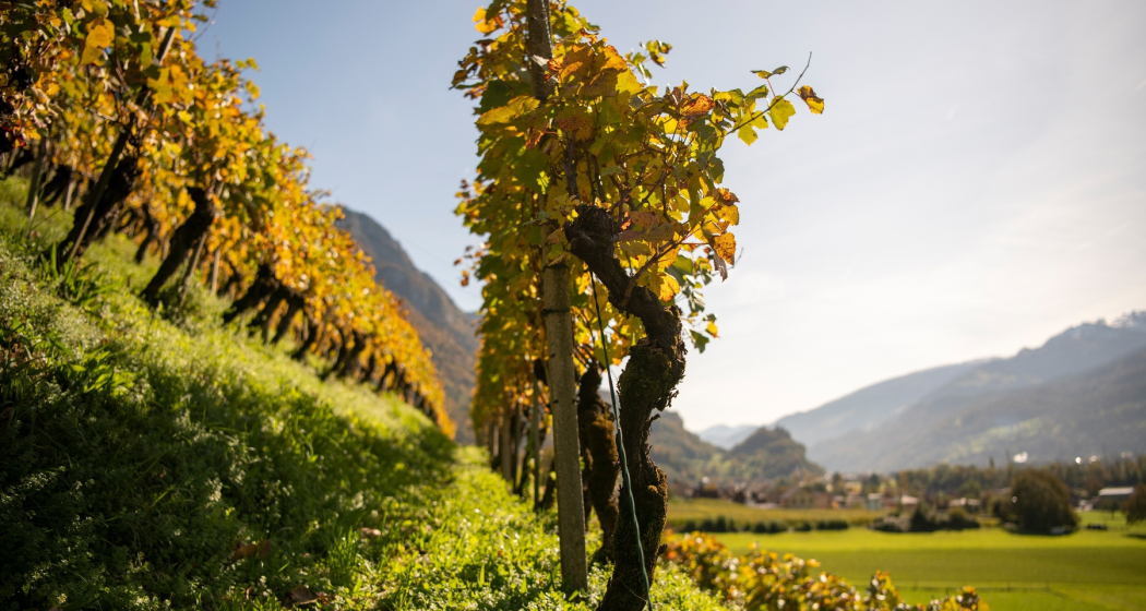 Weinberg Walenstadt Weinberg Walenstadt