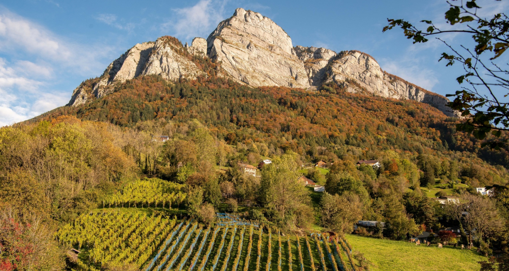 Gonzen mit Rebberge in Sargans Gonzen mit Rebberge in Sargans
